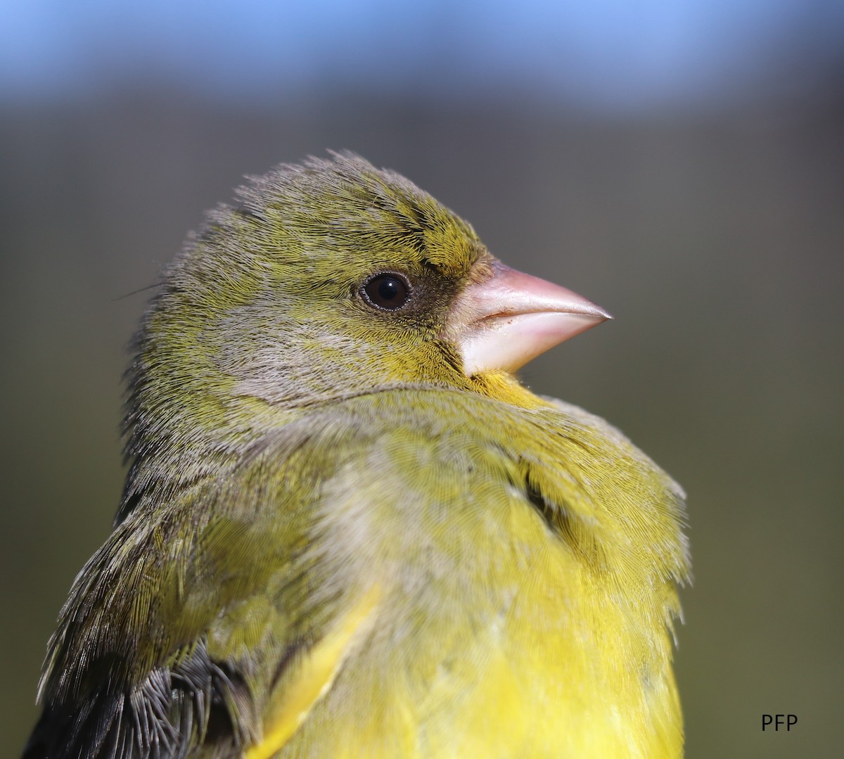 European Greenfinch - Pedro  Filipe Pereira