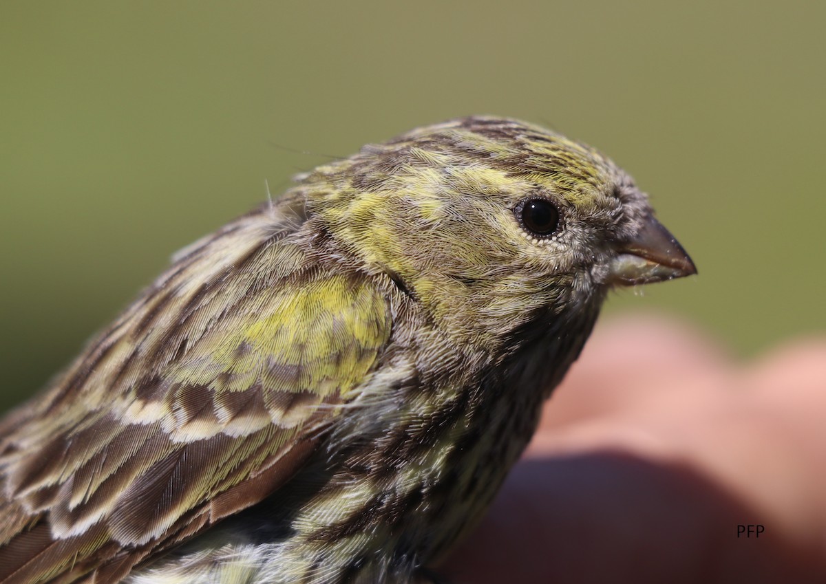 European Serin - ML92971991