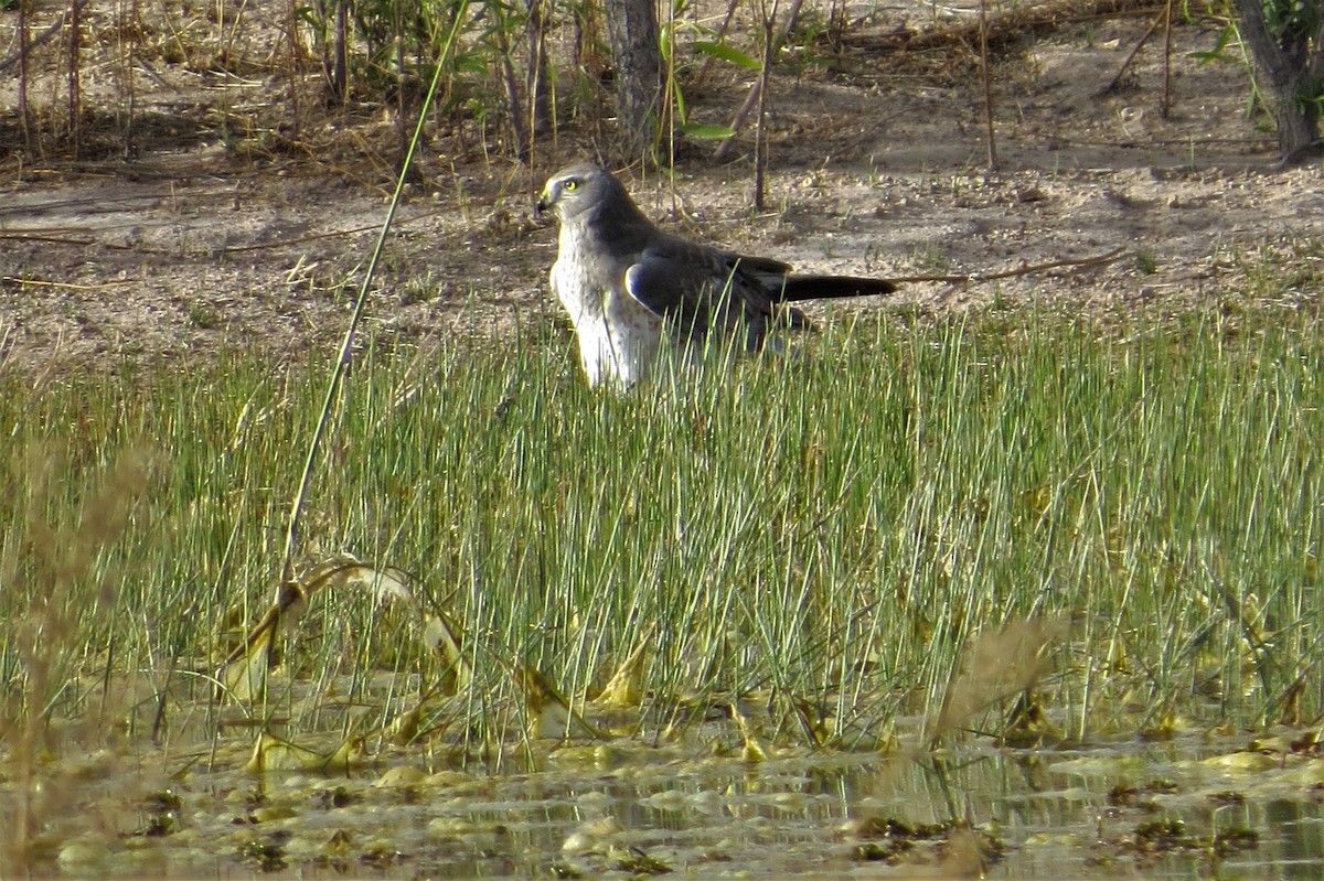 Northern Harrier - ML92973431