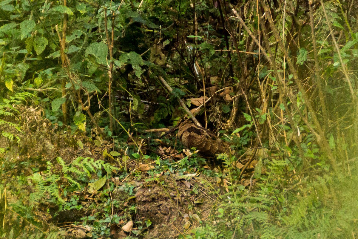 Eurasian Woodcock - ML92976051