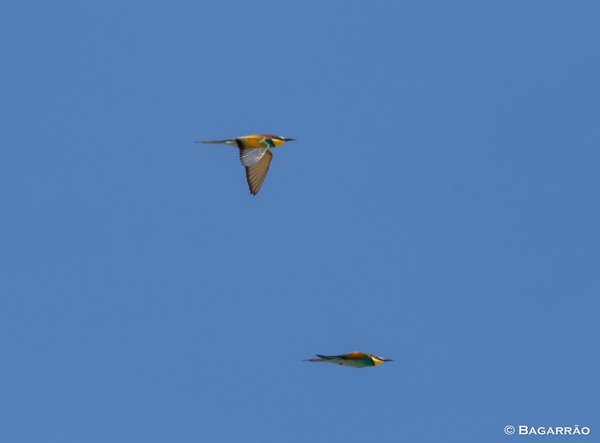 European Bee-eater - ML92978041