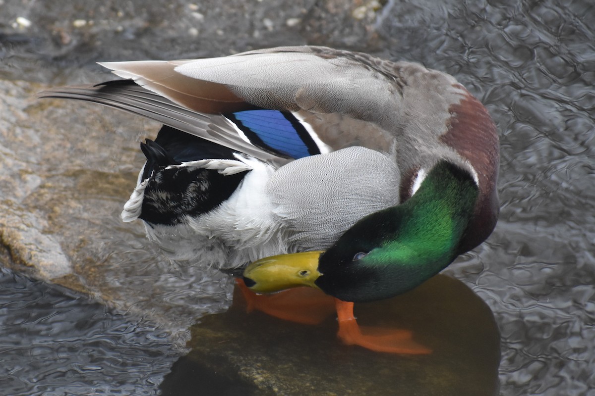 マガモ - ML92978251