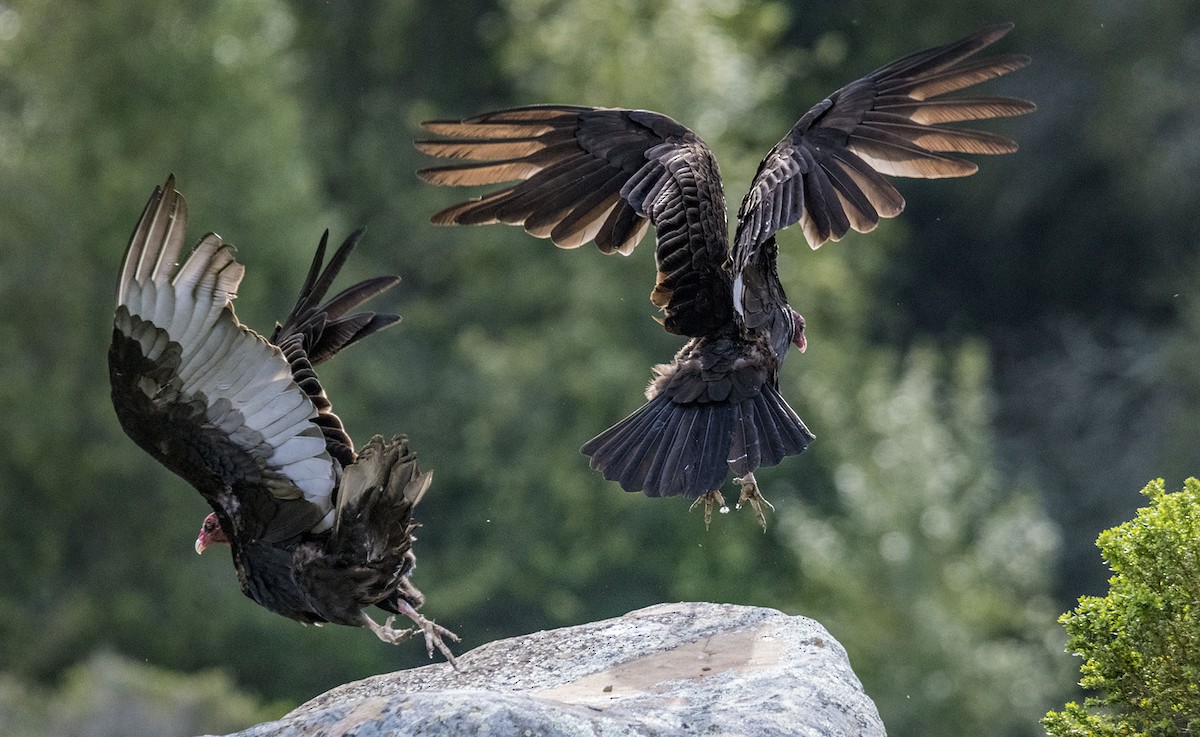 Turkey Vulture - ML92979121