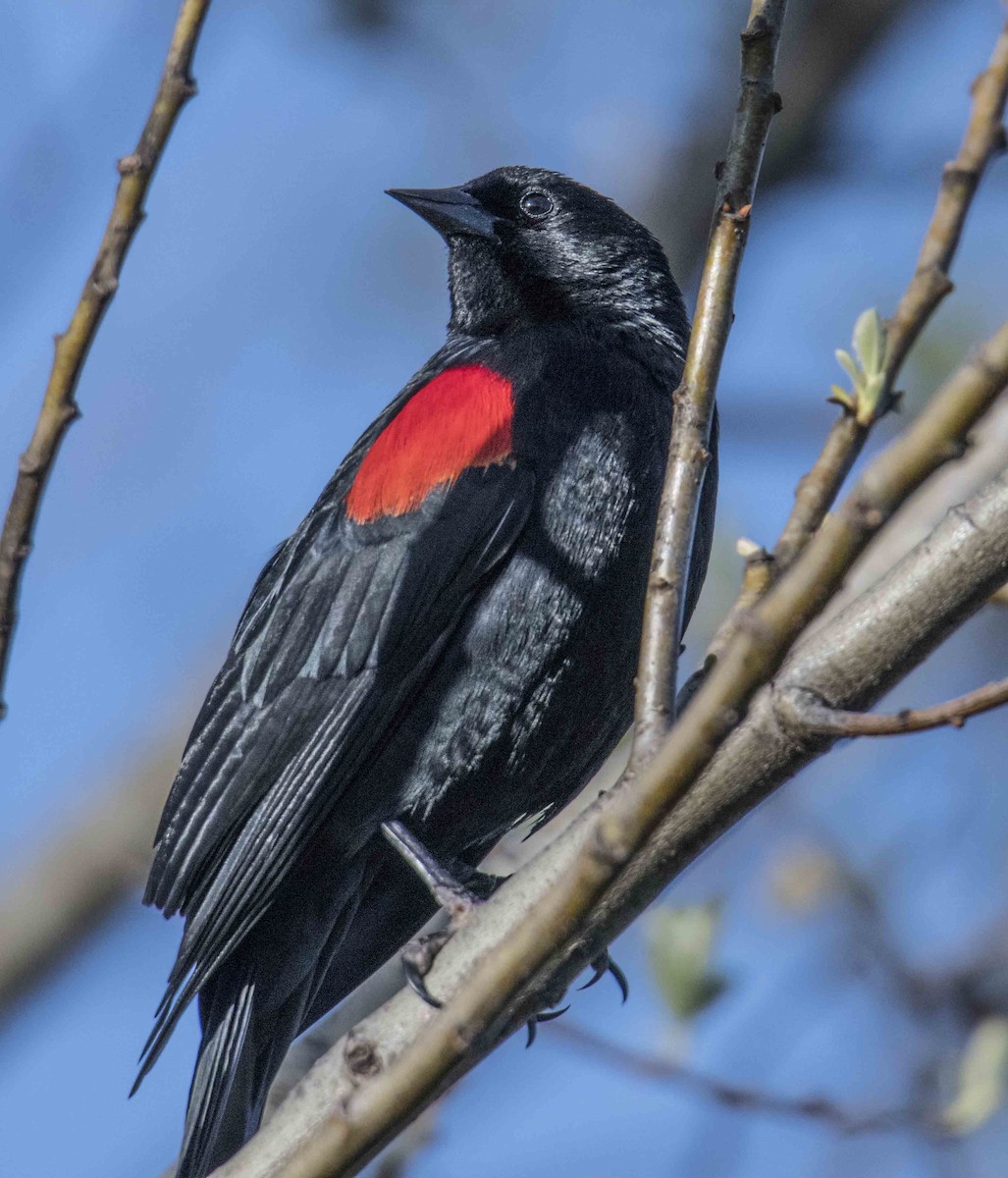 Red-winged Blackbird - Randy Christopher