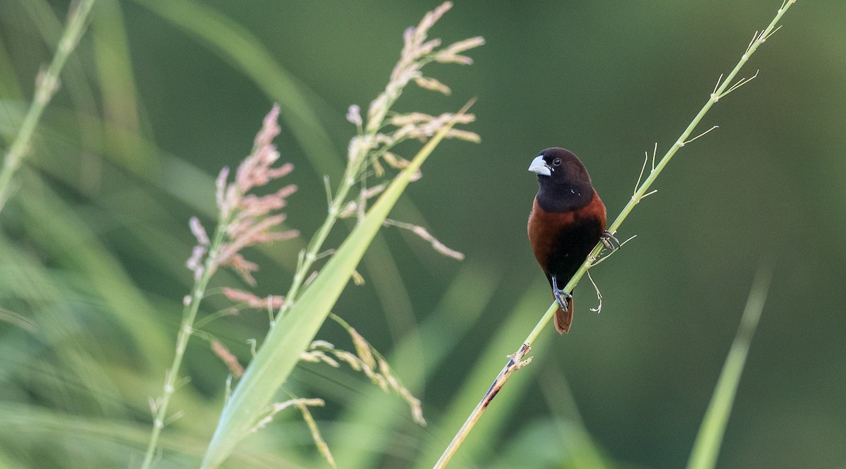 Chestnut Munia - ML92979361