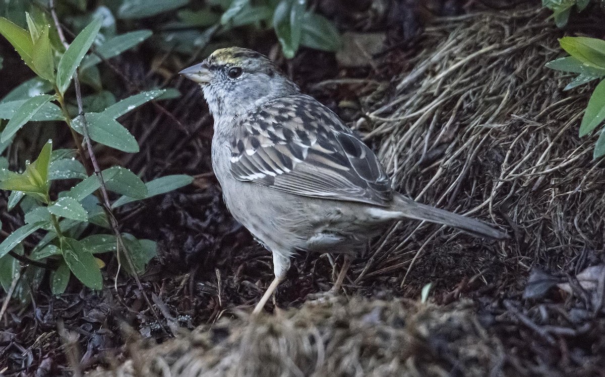 Golden-crowned Sparrow - ML92980991