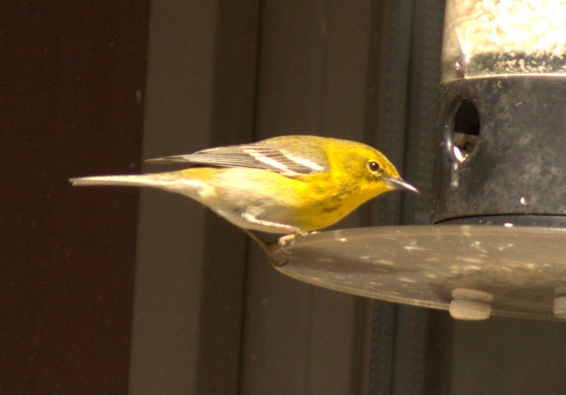 Pine Warbler - ML92981061