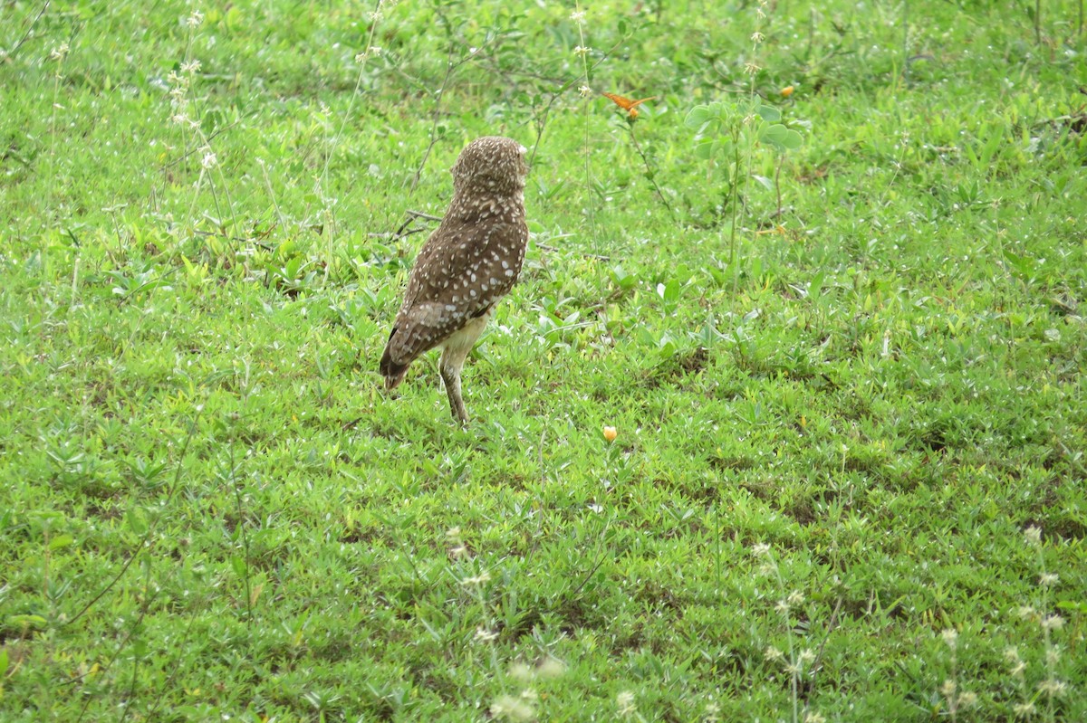 Burrowing Owl - Laura Victoria Márquez