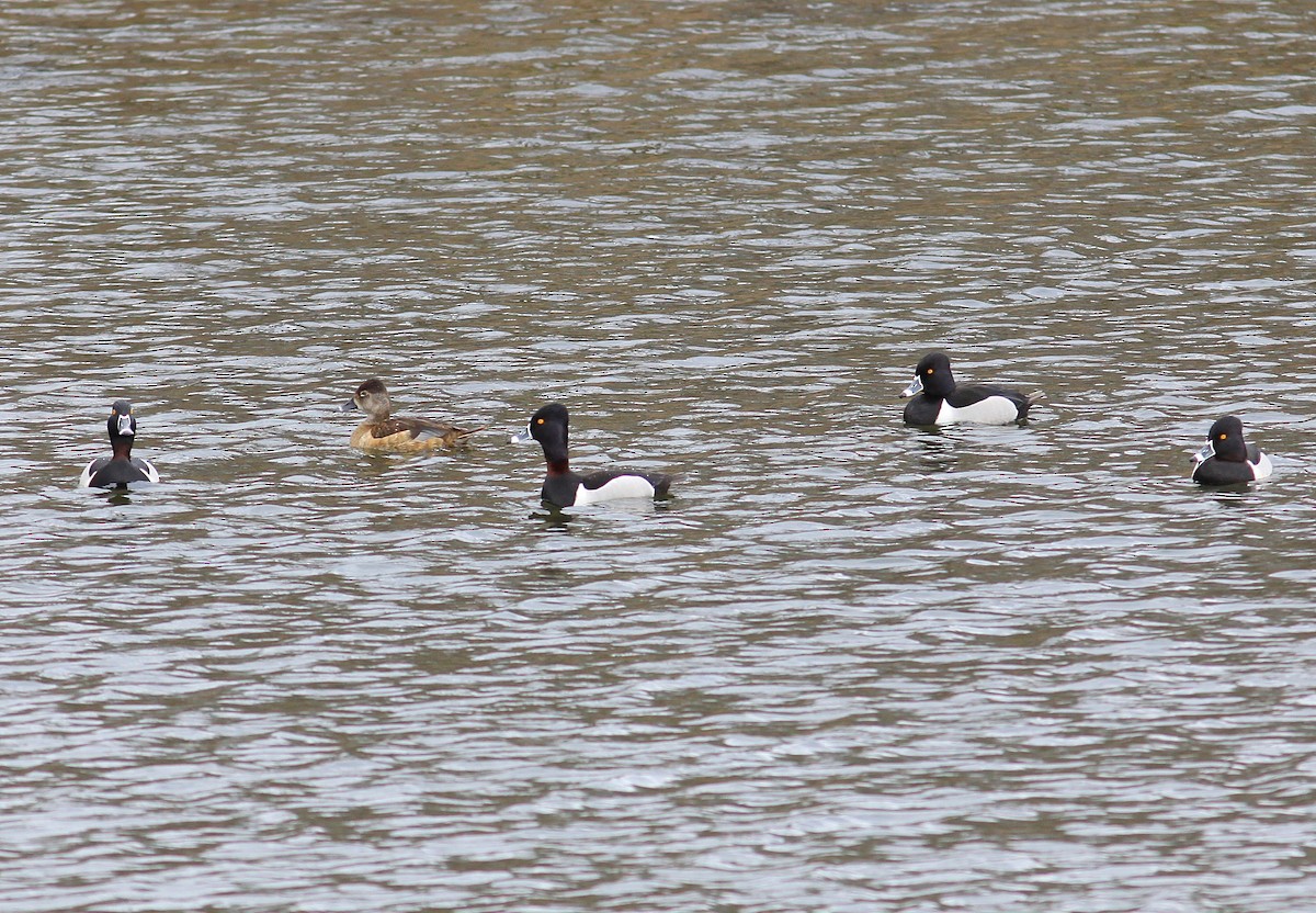 Ring-necked Duck - Rufus Wareham