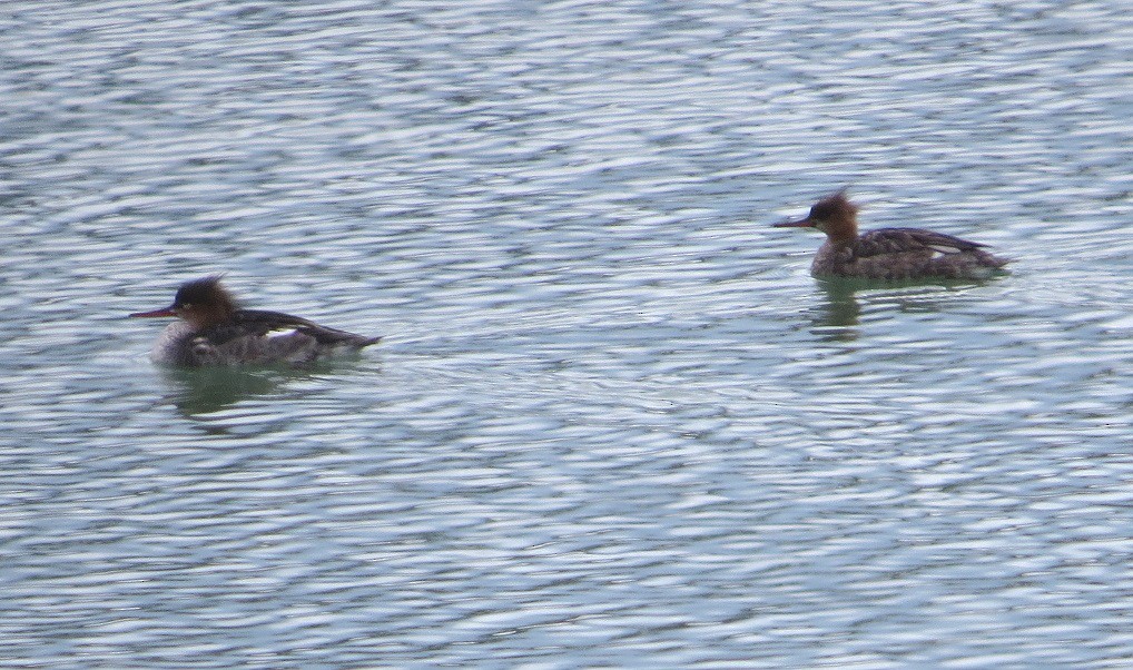 Red-breasted Merganser - ML92985181