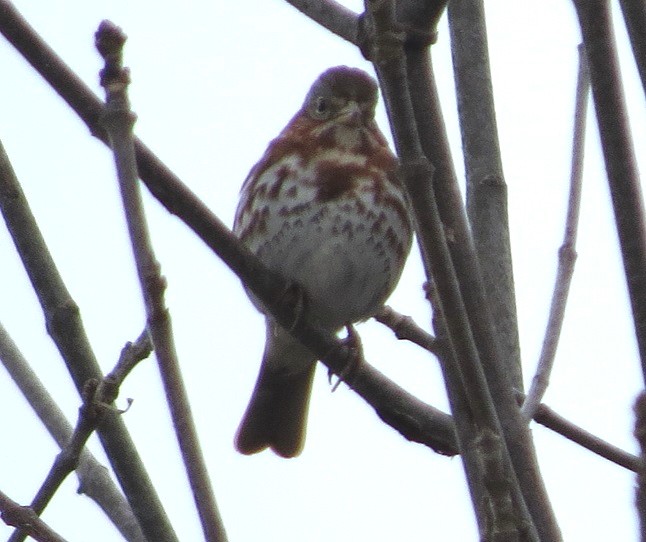Fox Sparrow (Red) - ML92985321