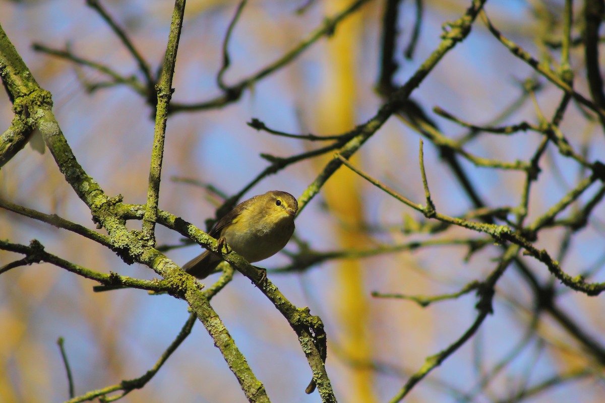 Common Chiffchaff - ML92985961