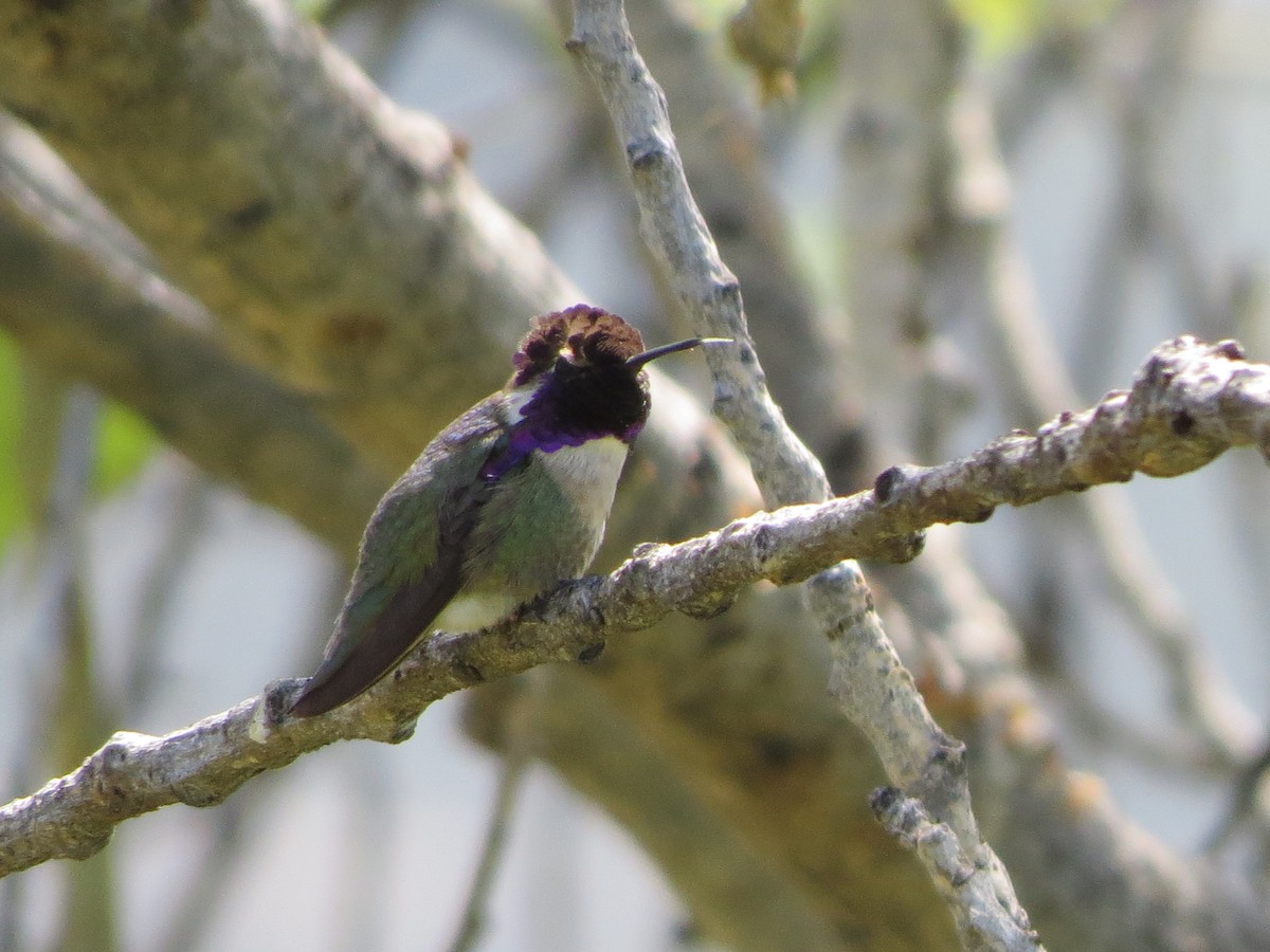 Costa's Hummingbird - ML92986891