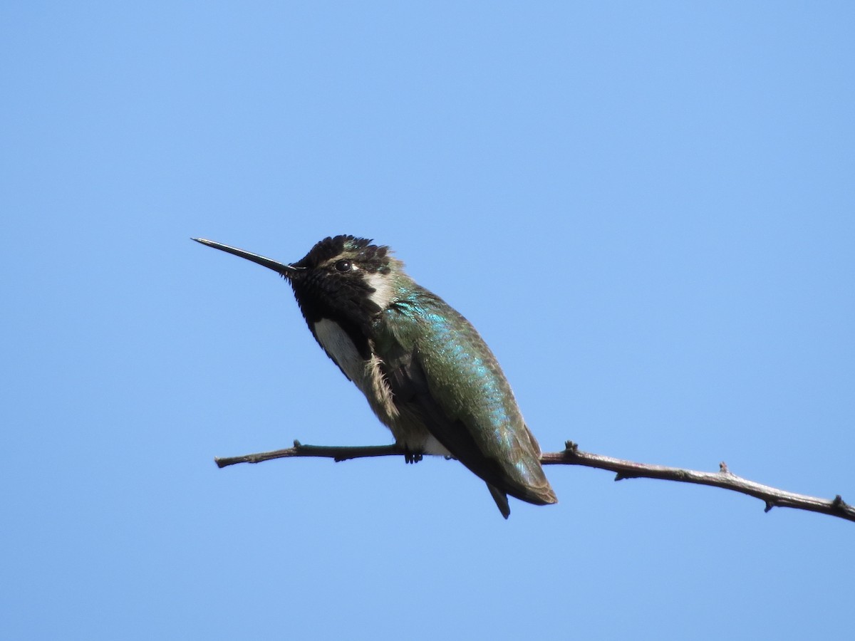 Costa's Hummingbird - ML92986911