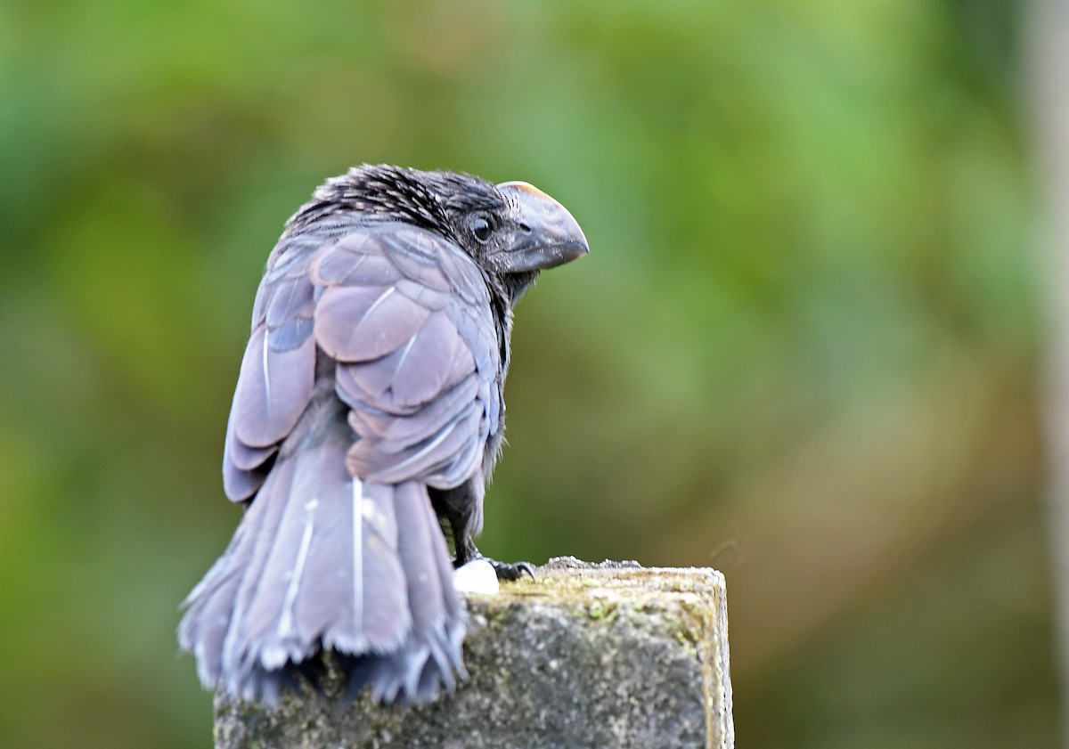 Smooth-billed Ani - Charles Hundertmark