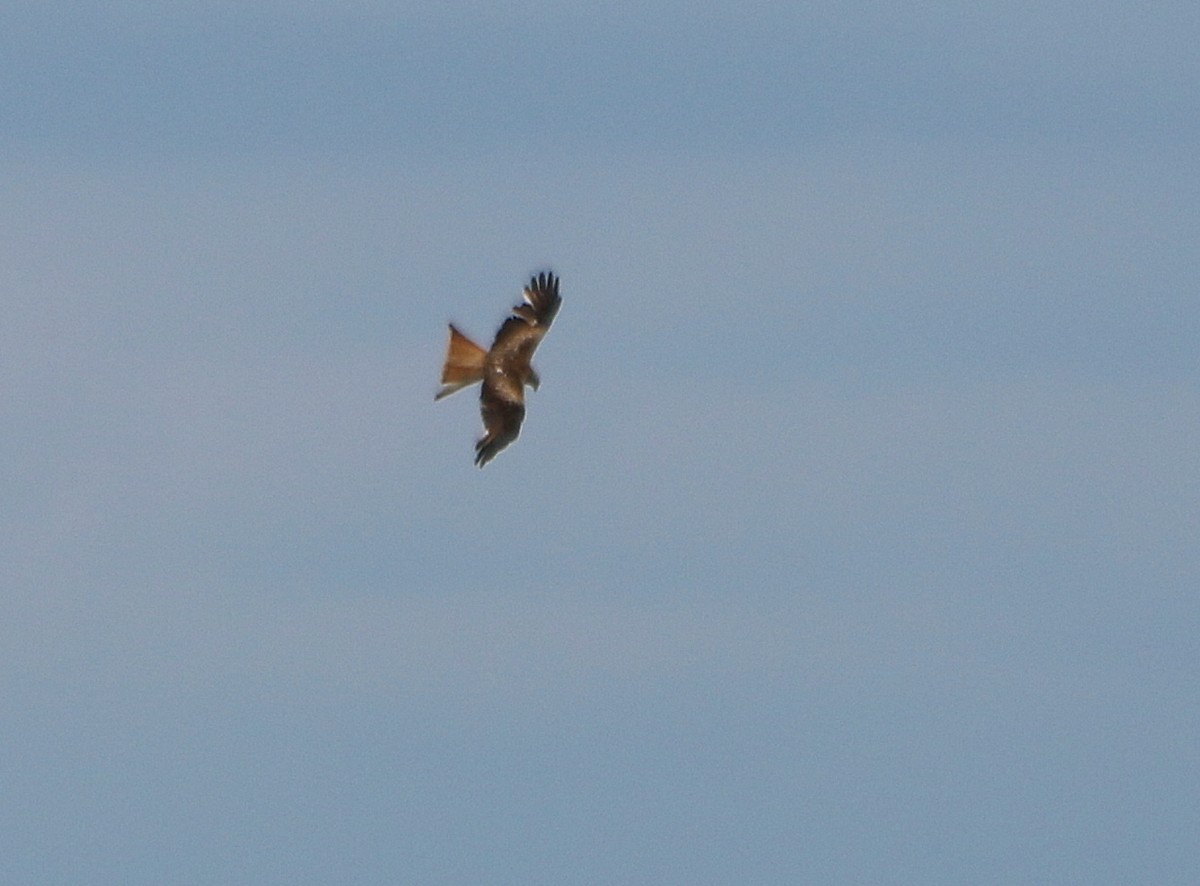 Red Kite (Red) - Albert Linkowski