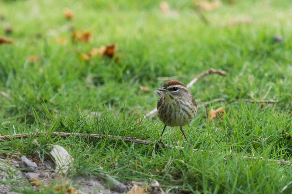 Palm Warbler - ML92988641