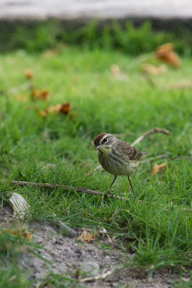 Palm Warbler - ML92988651