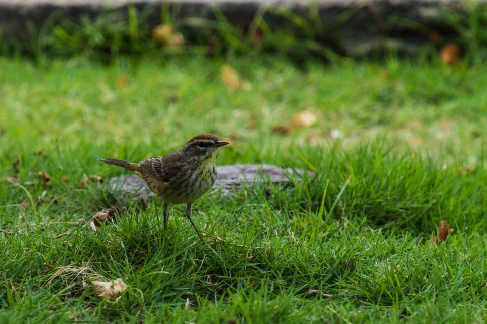 Palm Warbler - ML92988661