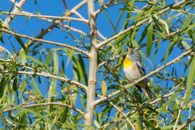 Northern Parula - ML92989151