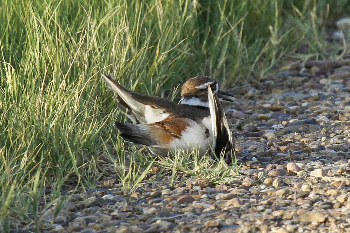 Killdeer - ML92990021