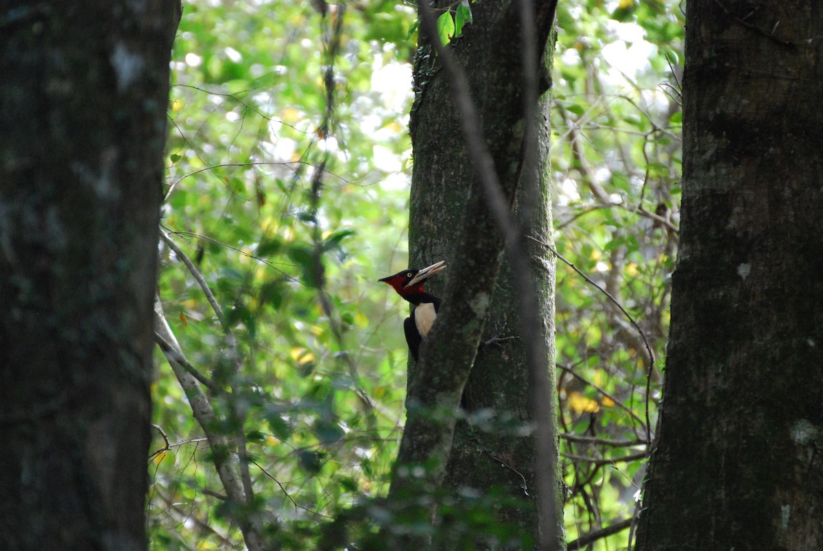 Cream-backed Woodpecker - Margaret Corley