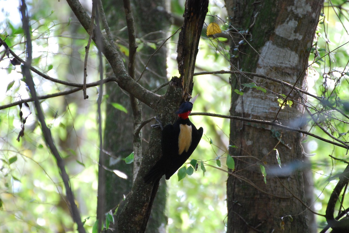 Cream-backed Woodpecker - ML92990921