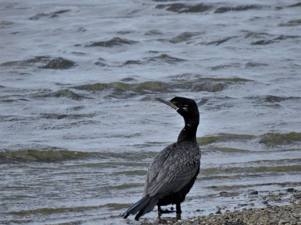 Neotropic Cormorant - Eric Michael