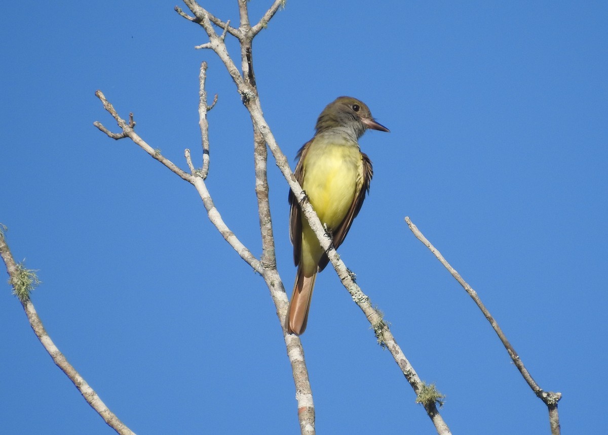 Great Crested Flycatcher - ML92994581