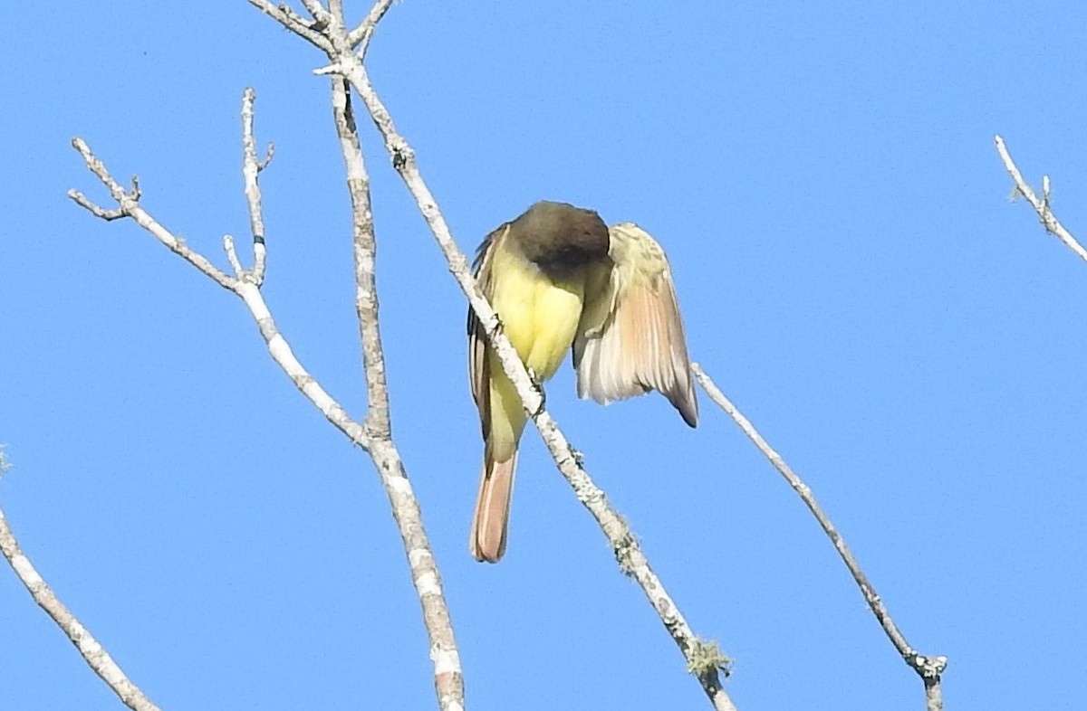 Great Crested Flycatcher - ML92994591