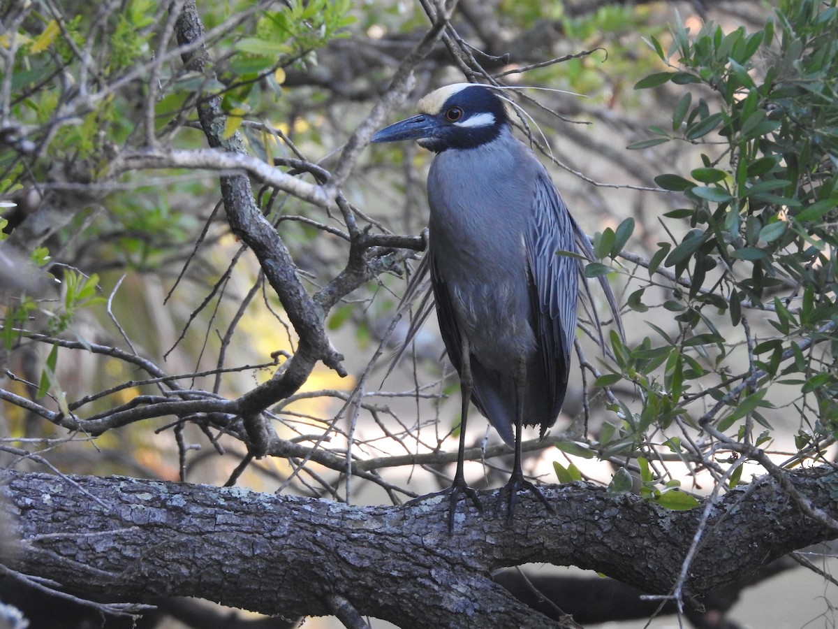 Yellow-crowned Night Heron - ML92996011