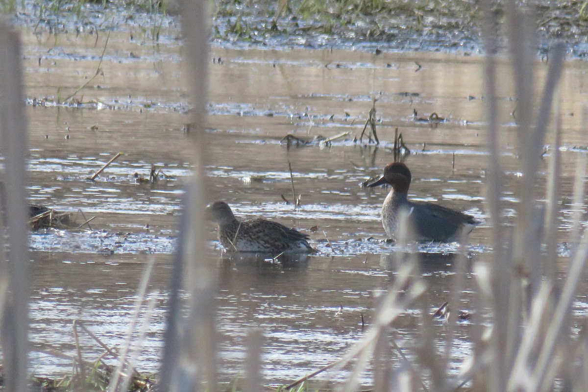 Green-winged Teal - ML92996871