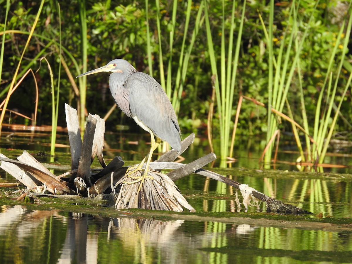 Tricolored Heron - ML92998001