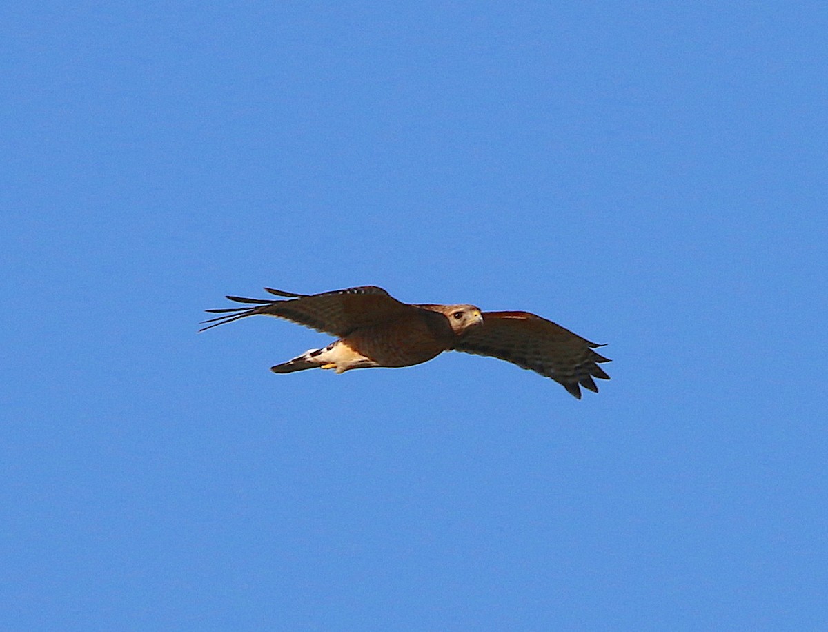 Red-shouldered Hawk - ML92998251