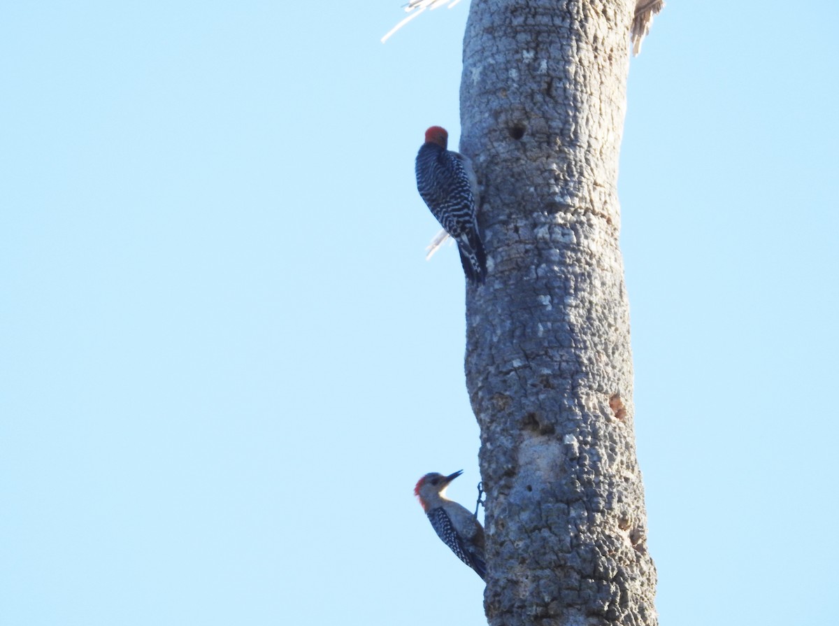 Red-bellied Woodpecker - ML92998261