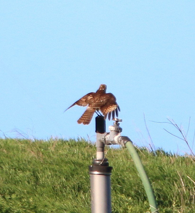Red-shouldered Hawk - ML92998471