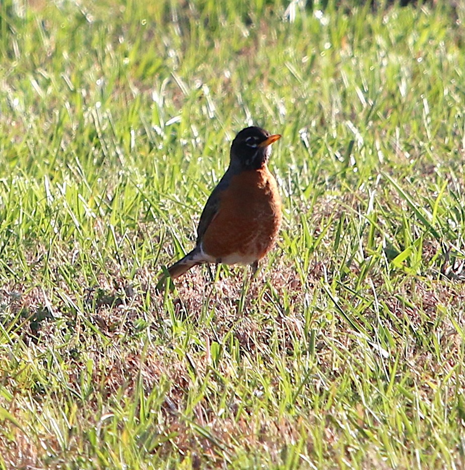 American Robin - ML92998801