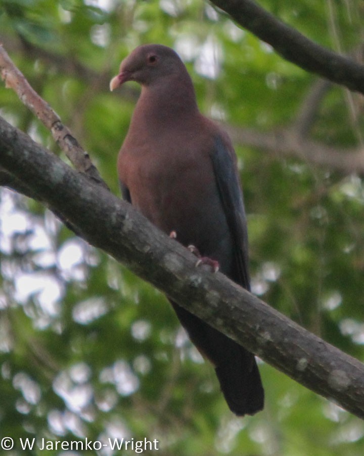 Pigeon à bec rouge - ML92999031