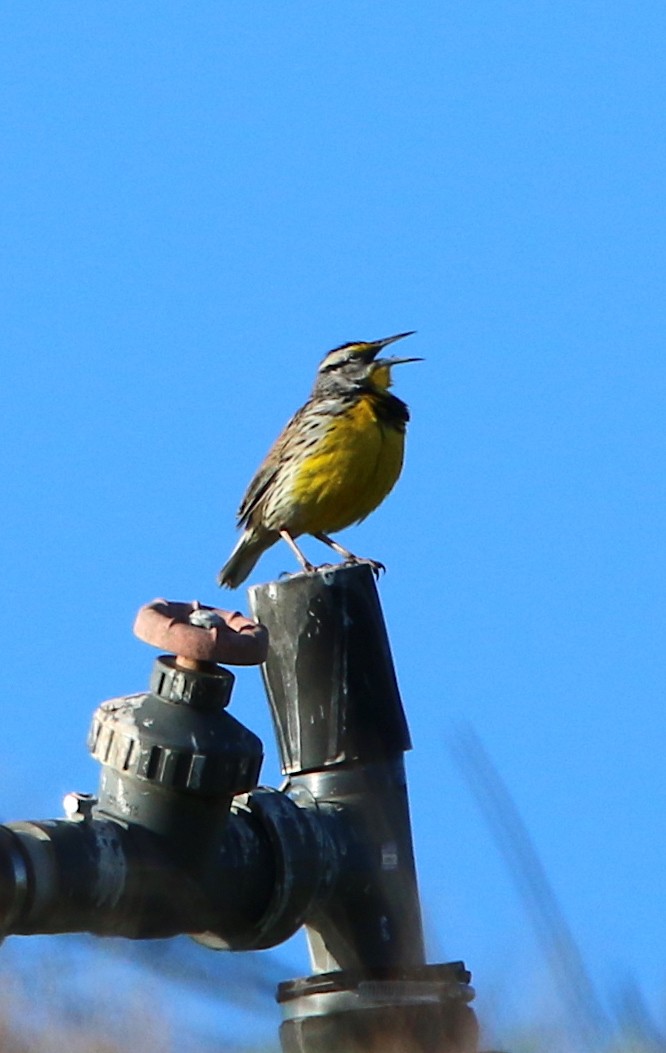 Eastern Meadowlark - ML92999661