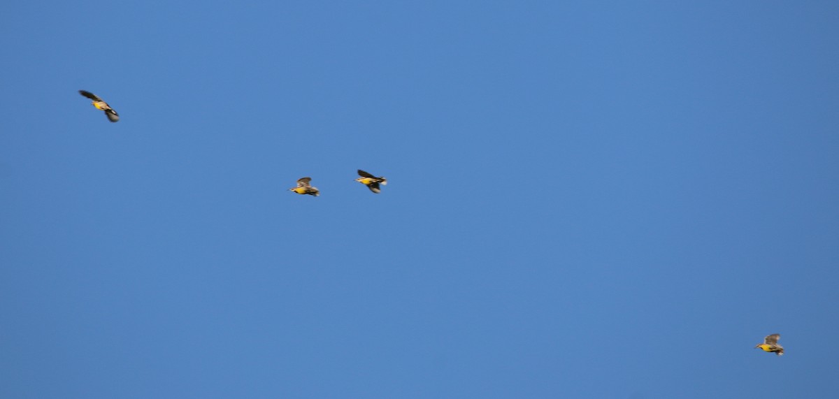 Eastern Meadowlark - ML92999681