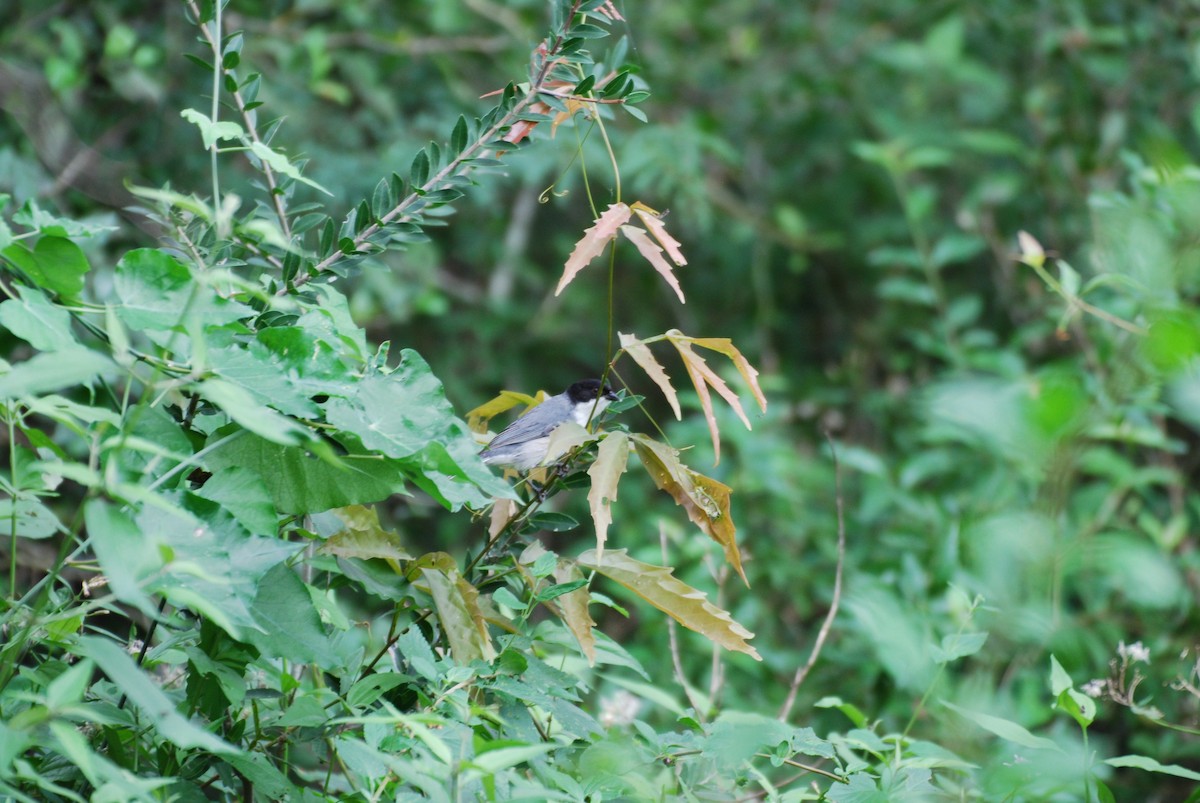 Black-capped Warbling Finch - Margaret Corley