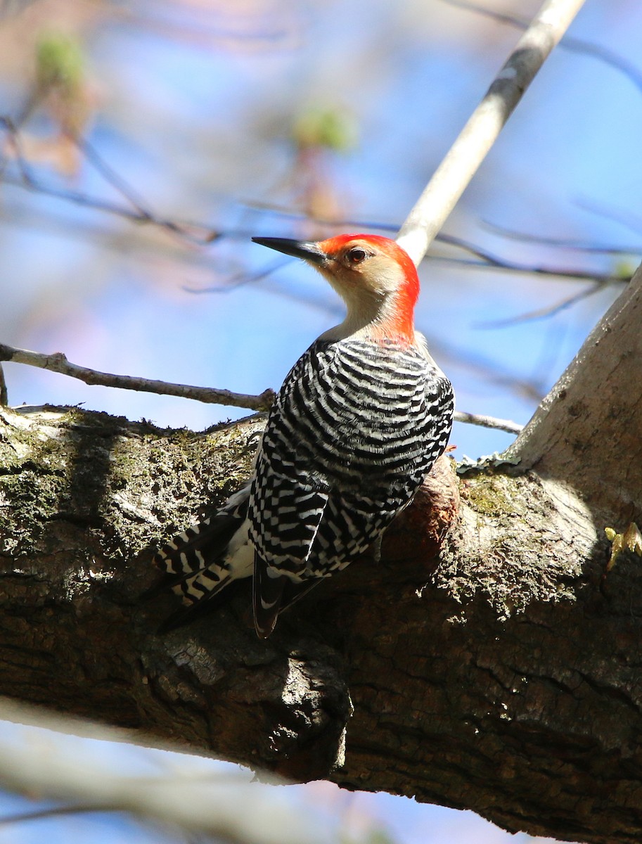 Red-bellied Woodpecker - Lori White