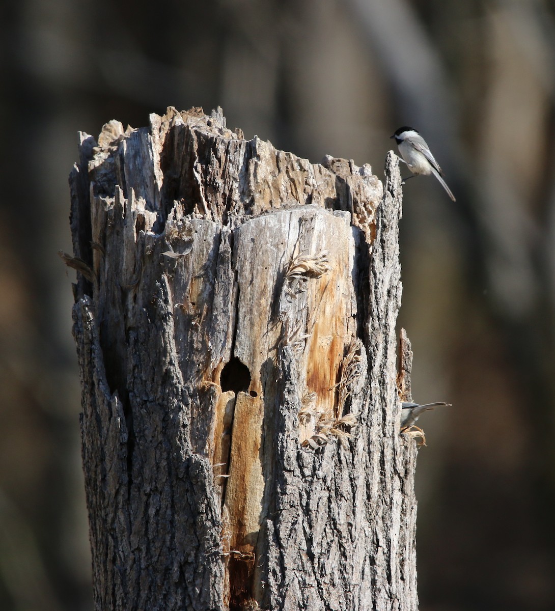 Carolina Chickadee - ML93000231