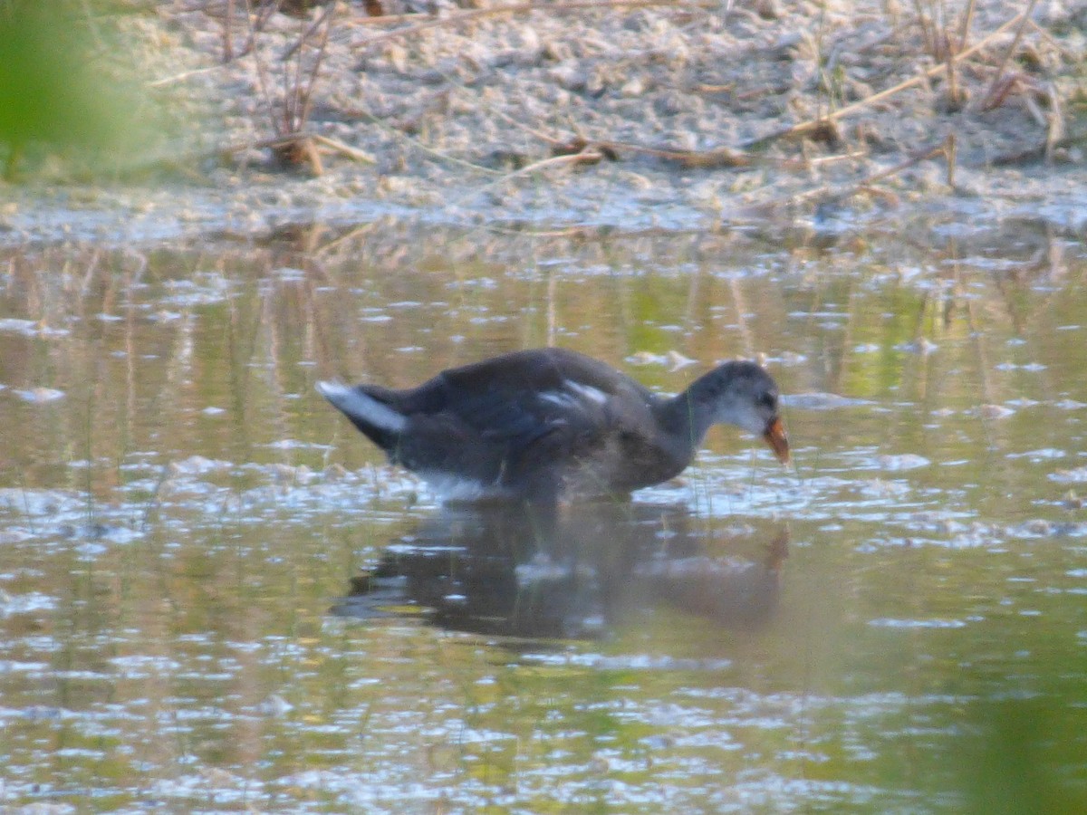 Common Gallinule - ML93000331