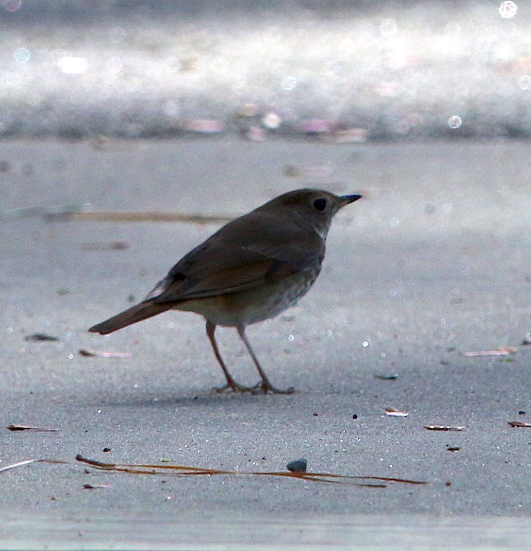 Hermit Thrush - ML93000441