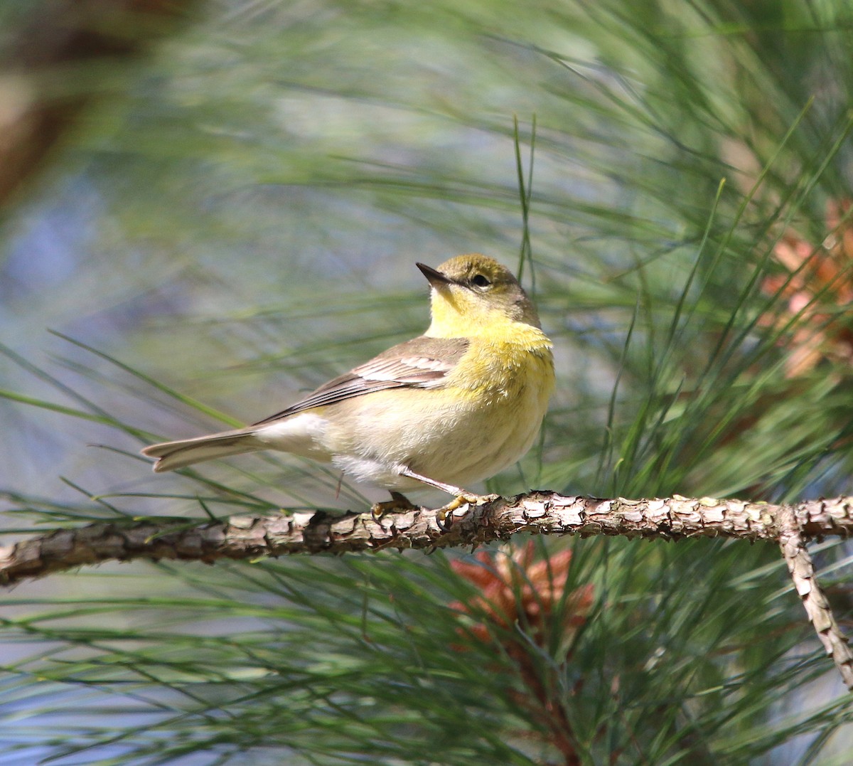Pine Warbler - ML93000541