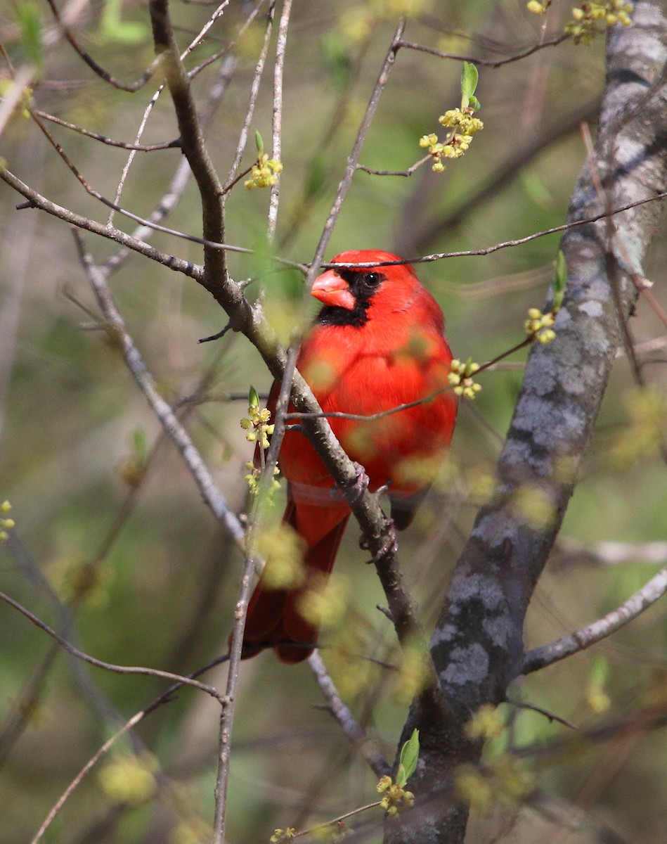 Northern Cardinal - ML93000791