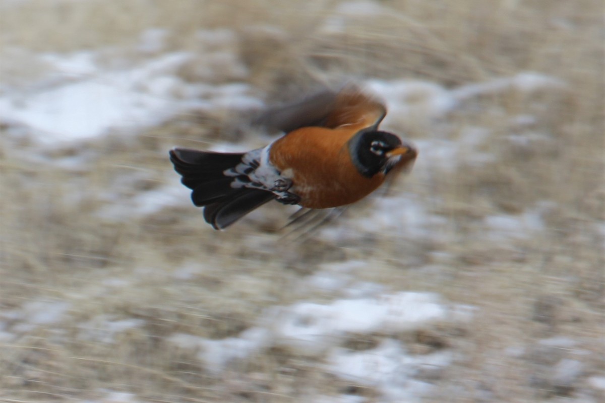 American Robin - ML93001491