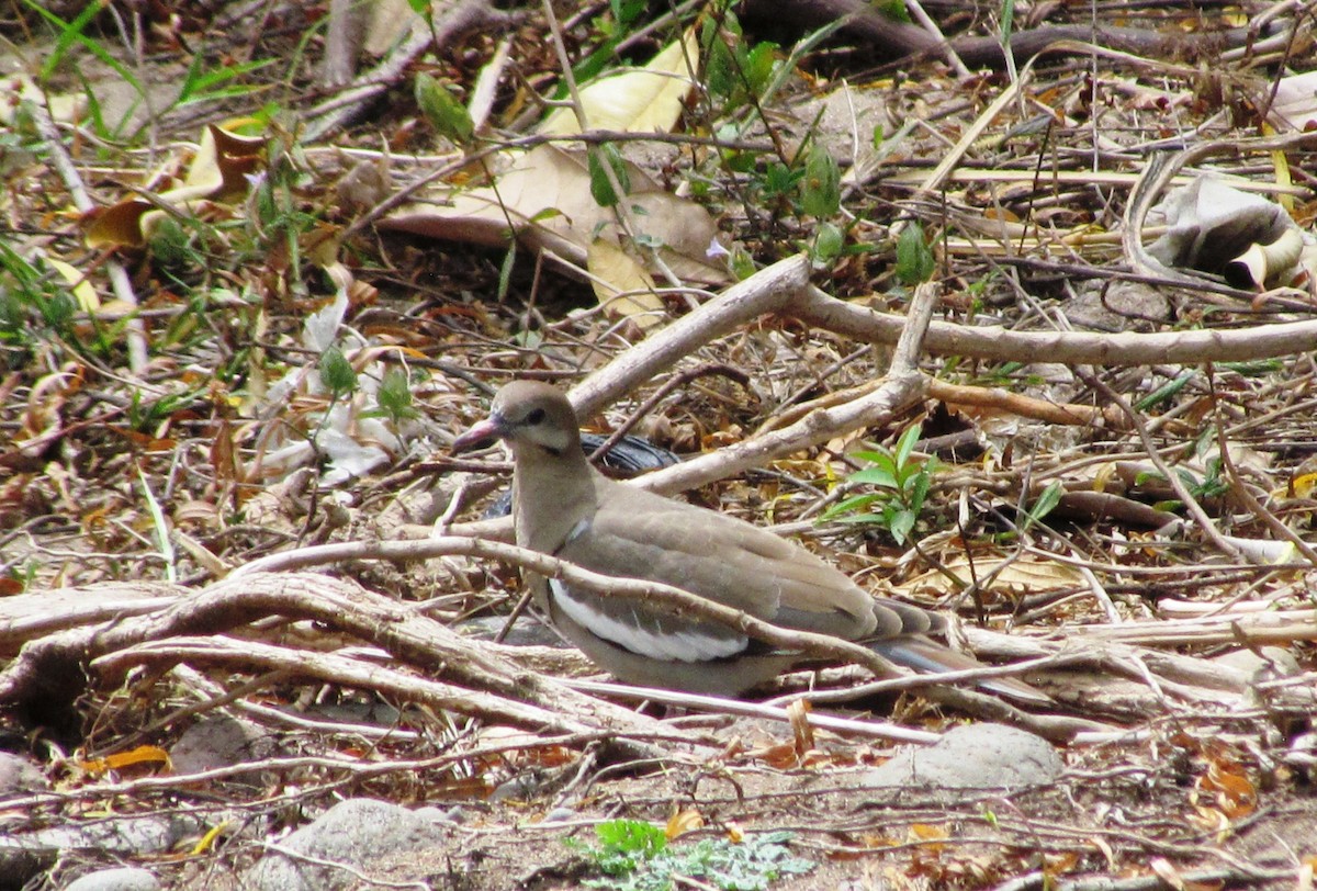 White-winged Dove - ML93005451