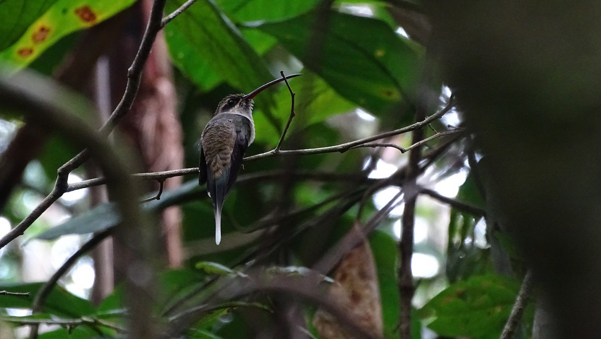Большеклювый колибри-отшельник [группа moorei] - ML93005871